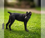Small #11 Cane Corso