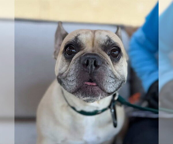 Medium Photo #1 French Bulldog Puppy For Sale in Camarillo, CA, USA