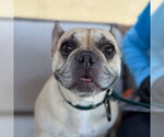 Small French Bulldog