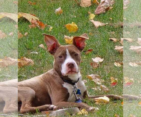 Medium Photo #3 Boxer-Unknown Mix Puppy For Sale in Plainfield, IL, USA