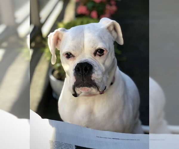 Medium Photo #1 Boxer Puppy For Sale in Dumont, NJ, USA