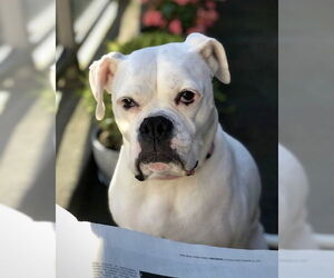 Boxer Dogs for adoption in Dumont, NJ, USA