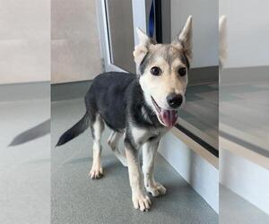 German Shepherd Dog Dogs for adoption in Baytown, TX, USA