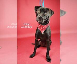 Mutt Dogs for adoption in Bakersfield, CA, USA