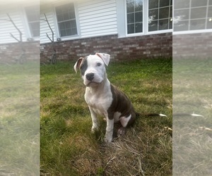 American Pit Bull Terrier Puppy for Sale in BROCKTON, Massachusetts USA