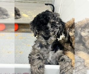 Goldendoodle Puppy for sale in WALDO, OH, USA
