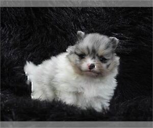 Pomeranian Puppy for sale in BOSTON, MA, USA