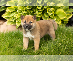Puppy Jethro Shiba Inu
