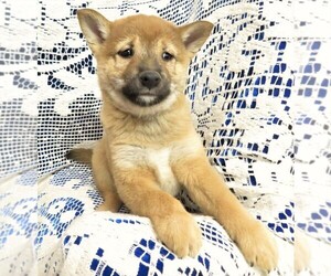 Shiba Inu Puppy for sale in NORWOOD, MO, USA