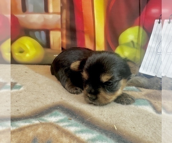 Medium Photo #26 Yorkshire Terrier Puppy For Sale in CASSVILLE, MO, USA