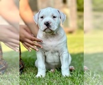 Small #1 American Bully
