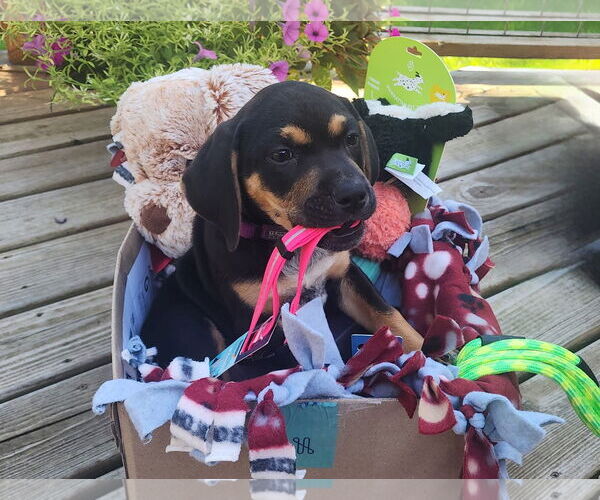 Medium Photo #9 Doberman Pinscher-Unknown Mix Puppy For Sale in Minneaoplis, MN, USA