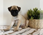 Small #5 Pug