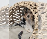 Small Biewer Terrier