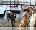 Small Photo #16 Plott Hound-Retriever  Mix Puppy For Sale in Sebec, ME, USA