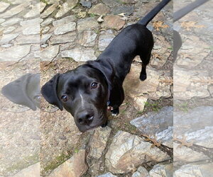 Raven/ Darcy - Female Labrador Retriever-Unknown Mix Dog for Adoption - Photo #5
