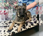Small #4 German Shepherd Dog Mix