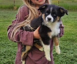 Miniature Australian Shepherd Puppy for sale in MILTON, WI, USA