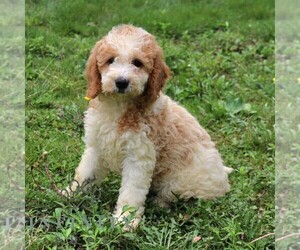 Goldendoodle Puppy for sale in NARVON, PA, USA