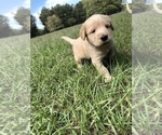 Small Photo #7 Labradoodle Puppy For Sale in ROBERTA, GA, USA