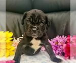 Small #3 Neapolitan Mastiff