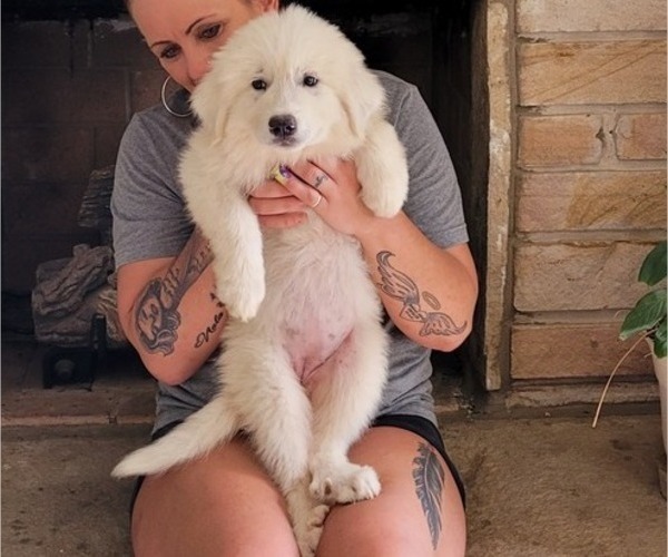 Medium Photo #1 Great Pyrenees Puppy For Sale in ALBERTVILLE, AL, USA