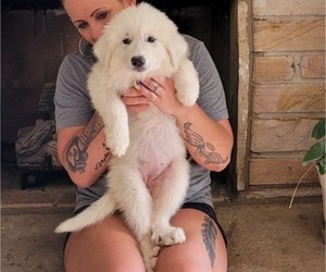 Great Pyrenees Puppy for sale in ALBERTVILLE, AL, USA