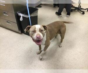 Mutt Dogs for adoption in Riverside, CA, USA