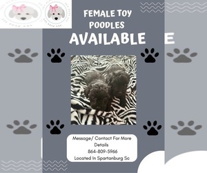 Poodle (Toy) Puppy for sale in INMAN, SC, USA