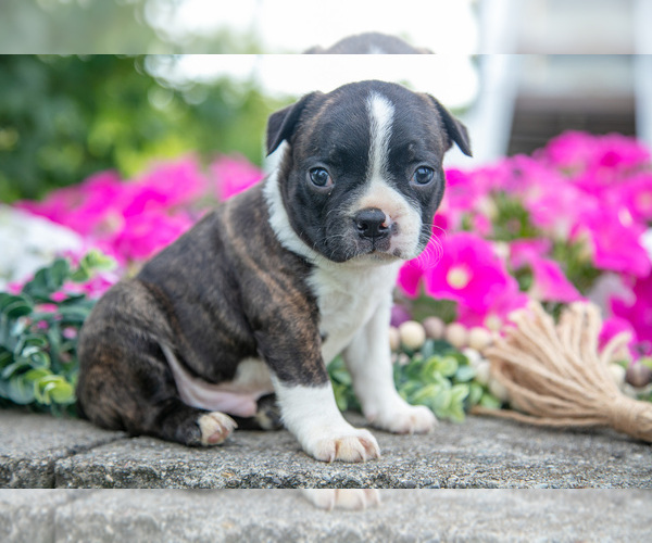 Medium Photo #1 Boston Terrier Puppy For Sale in MOORELAND, IN, USA