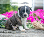 Puppy Max Boston Terrier