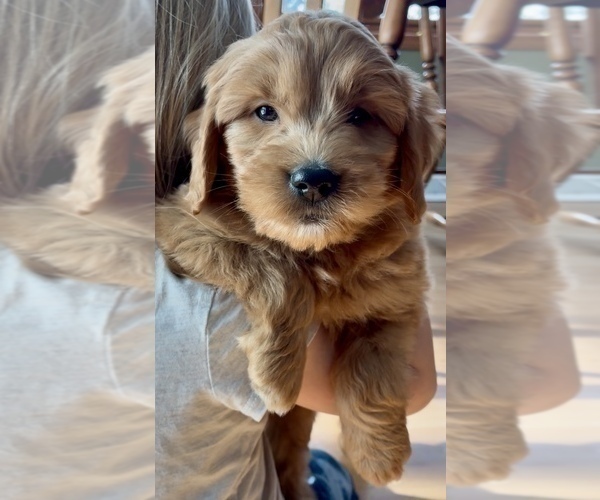 Medium Photo #17 Goldendoodle (Miniature) Puppy For Sale in RANDOLPH, WI, USA