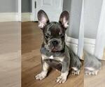 Small #12 French Bulldog