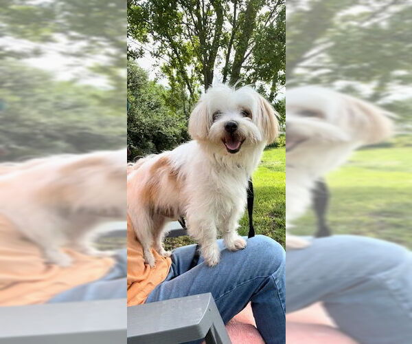 Medium Photo #4 Maltese Puppy For Sale in Weston, FL, USA