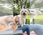 Small #3 Maltese