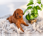 Puppy Theo Poodle (Toy)
