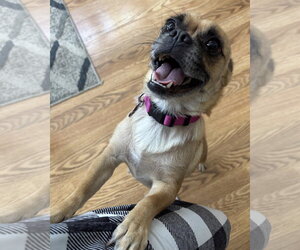 Lola - Female Chug Dog for Adoption - Photo #4