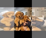 Small Photo #1 Golden Retriever Puppy For Sale in CRANSTON, RI, USA