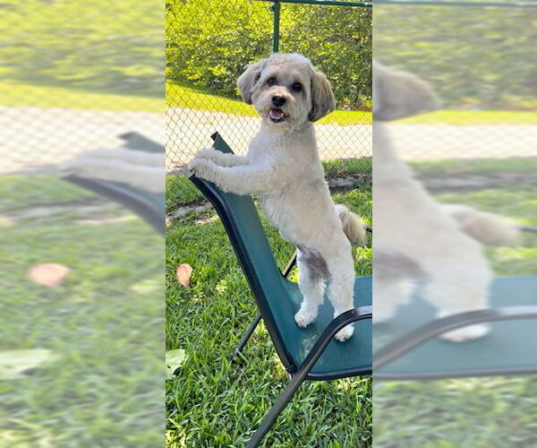 Medium Photo #2 Shih Tzu-Unknown Mix Puppy For Sale in Weston, FL, USA