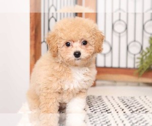 Poochon Puppy for sale in NAPLES, FL, USA