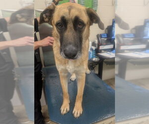 German Shepherd Dog-Unknown Mix Dogs for adoption in Mobile, AL, USA