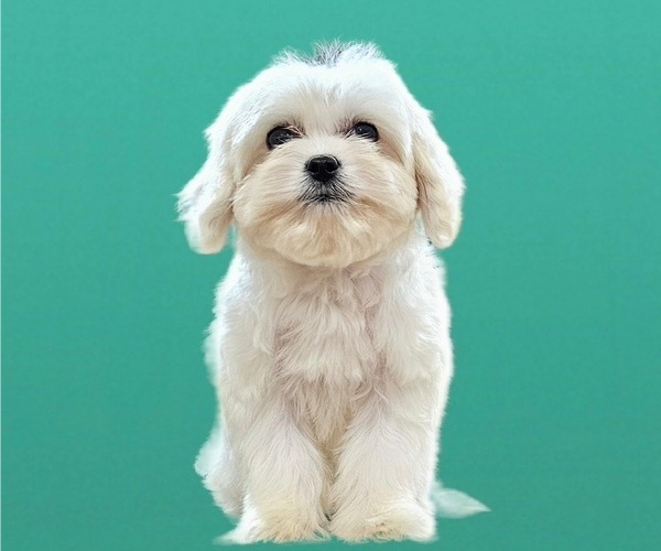 Medium Photo #4 Maltese-Zuchon Mix Puppy For Sale in SAN DIEGO, CA, USA