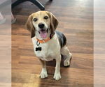 Small #4 Beagle