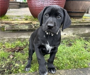 Medium German Shorthaired Lab