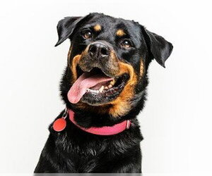 Abby - Female Rottweiler-Unknown Mix Dog for Adoption - Photo #5