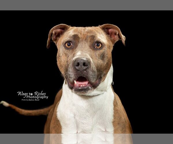 Medium Photo #1 American Pit Bull Terrier-Unknown Mix Puppy For Sale in Anniston, AL, USA