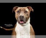 Small American Pit Bull Terrier Mix