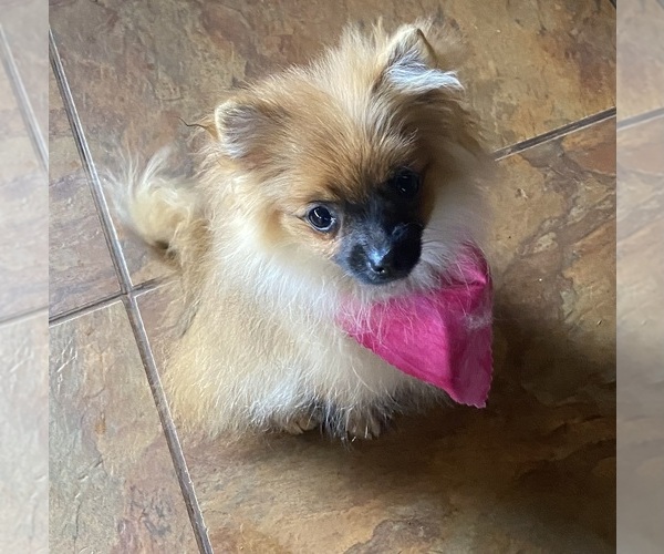 Medium Photo #1 Pomeranian Puppy For Sale in ENID, OK, USA