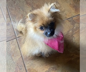 Mother of the Pomeranian puppies born on 03/05/2026