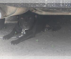 American Staffordshire Terrier-Unknown Mix Dogs for adoption in San Antonio, TX, USA